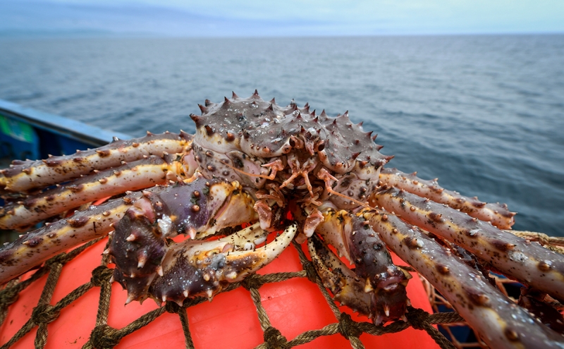 Как экспортная цена на крабов резко возросла из-за США. Инфографика