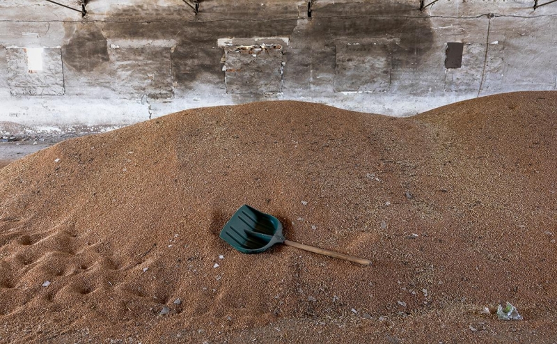 Как зерновой вопрос рассорил Киев с ближайшими союзниками