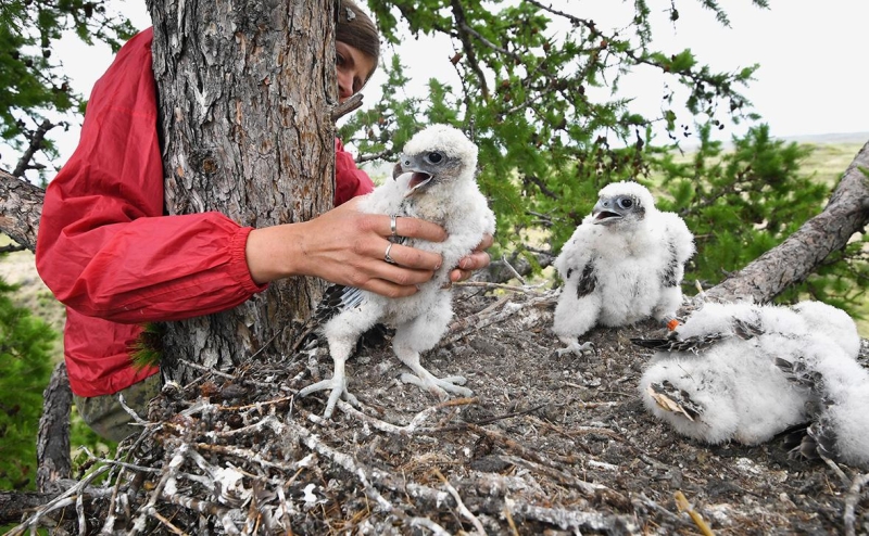 Красную книгу России передали в ведение департамента охоты