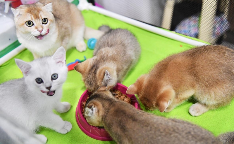 Крупнейшие производители кормов для кошек и собак пообещали снизить