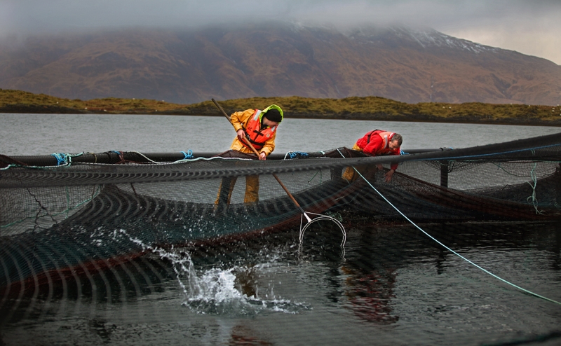 Крупнейший производитель лосося проведет SPO на Мосбирже