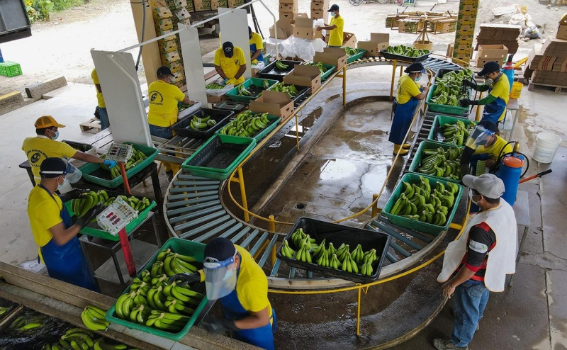 Крупнейший в России завод томатной пасты столкнулся с нехваткой семян