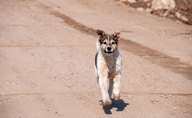 КС назвал эвтаназию бездомных животных исключительной мерой