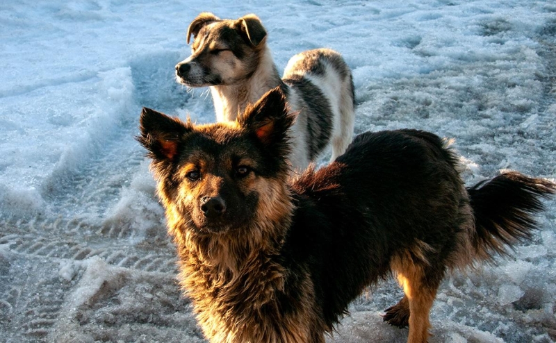 КС назвал эвтаназию бездомных животных исключительной мерой