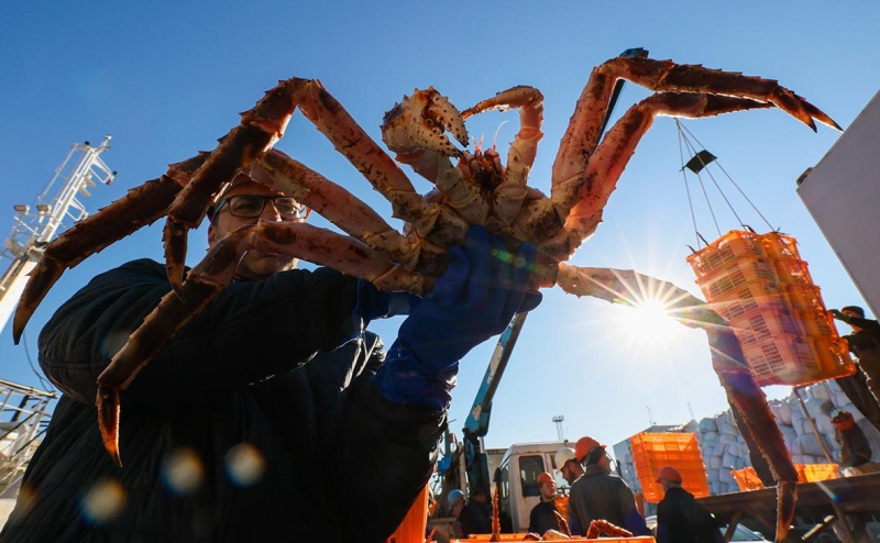 Квоты на камчатского краба в Баренцевом море продадут по сниженной