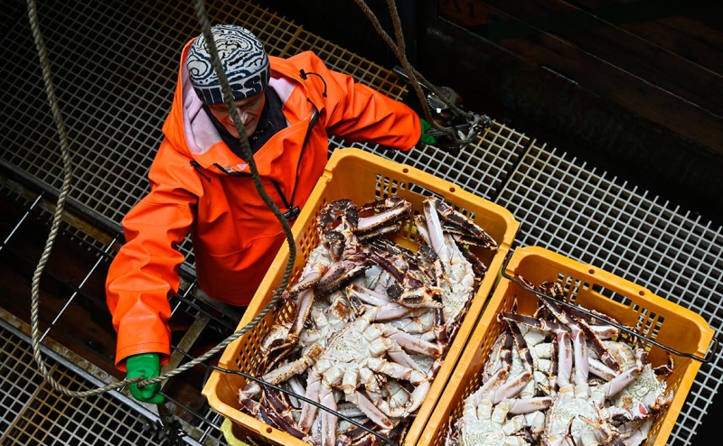 Квоты на камчатского краба в Баренцевом море продадут по сниженной