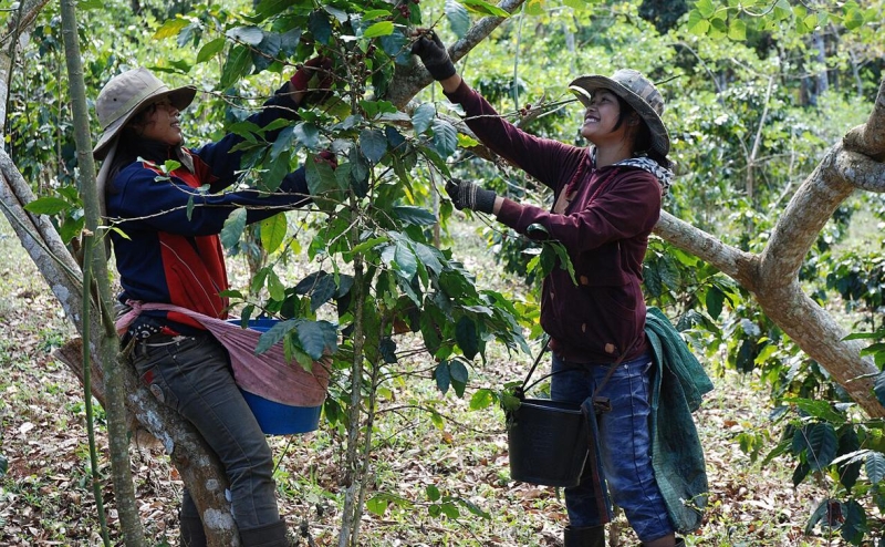 Лаос допустил перенаправление части поставок кофе из США в Россию