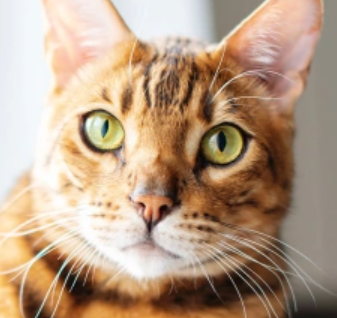 Лавров назвал неприемлемым предложение ООН по зерновой сделке