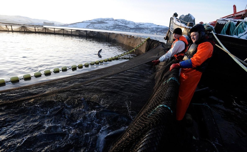 Лосось у рыбаков подешевел после лучшего за пять лет старта сезона