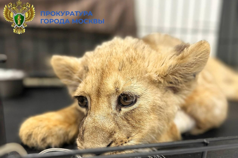 Львенка в тяжелом состоянии забрали у блогера в &laquo;Москва-Сити&raquo;