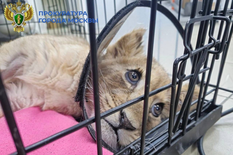 Львенка в тяжелом состоянии забрали у блогера в &laquo;Москва-Сити&raquo;