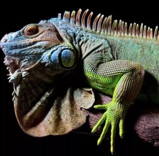 Маск объяснил отказ включить Starlink у Крыма санкциями США