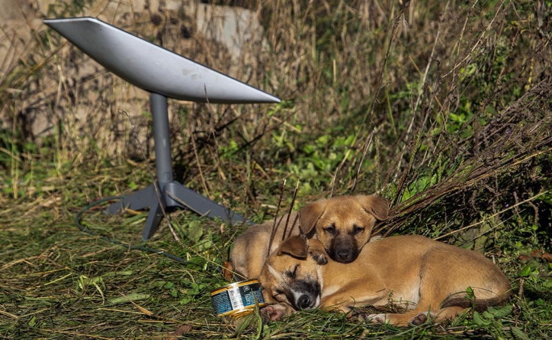 Маск объявил об отзыве запроса на финансирование Starlink на Украине