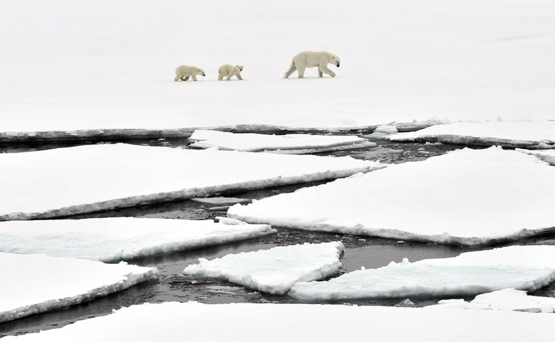 Михельсон заявил о сотрудничестве с &laquo;Газпромом&raquo; по &laquo;моржам и медведям&raquo;