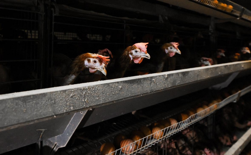 Миллиардеры из США выиграли в суде $25 млн из-за птицефабрики в России