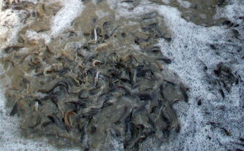 Минэк попросил вывести мальков сома из-под санкций ради проекта в ДФО