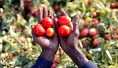 Минобороны выступило против отмены новогодних мероприятий в регионах