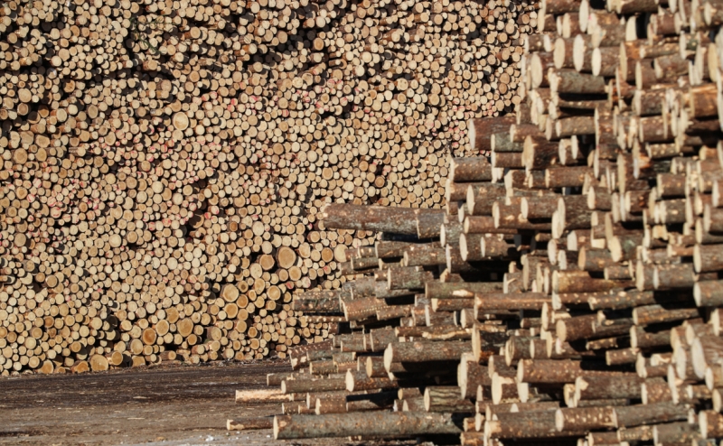 Минпромторг предупредил о рисках создания госкомпании по экспорту леса