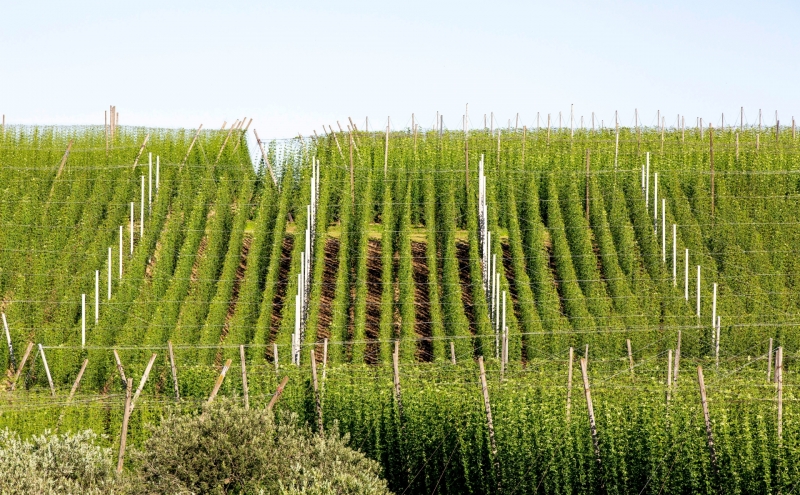 Минпромторг решил обезопасить производство конопли от претензий полиции