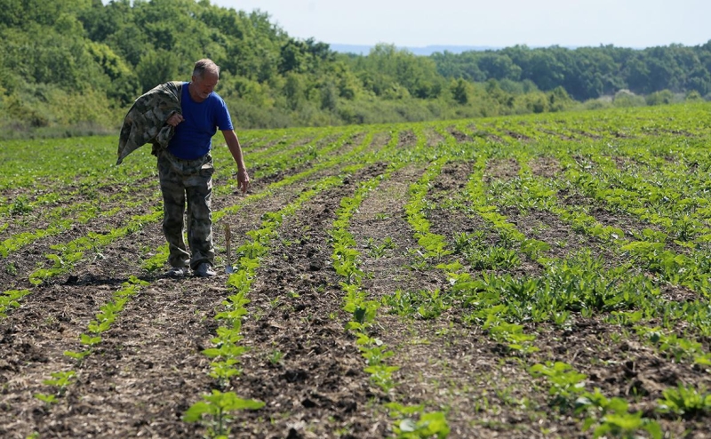 Минсельхоз анонсировал федеральный режим ЧС из-за майских заморозков