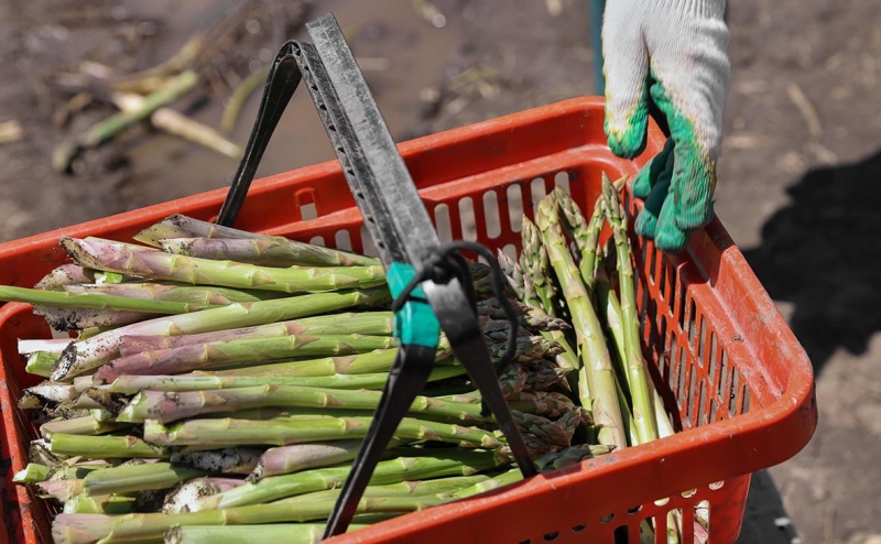 Минсельхоз посоветовал пивоварам самим финансировать производство