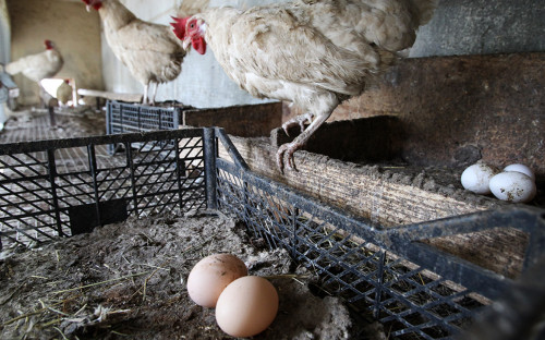 Минсельхоз предложил производителям способ избежать дефицита куриных я