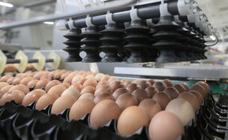 Минсельхоз предложил производителям способ избежать дефицита куриных я