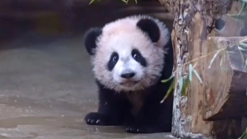 «МК» узнал, что Орбакайте отказали в выступлении в Кремле