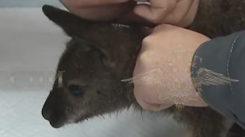 МВД показало видео с украденным кенгуренком