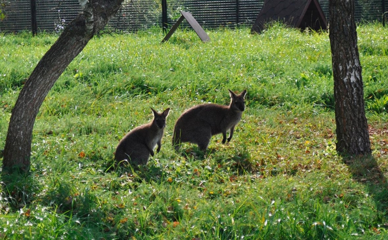 МВД показало видео с украденным кенгуренком