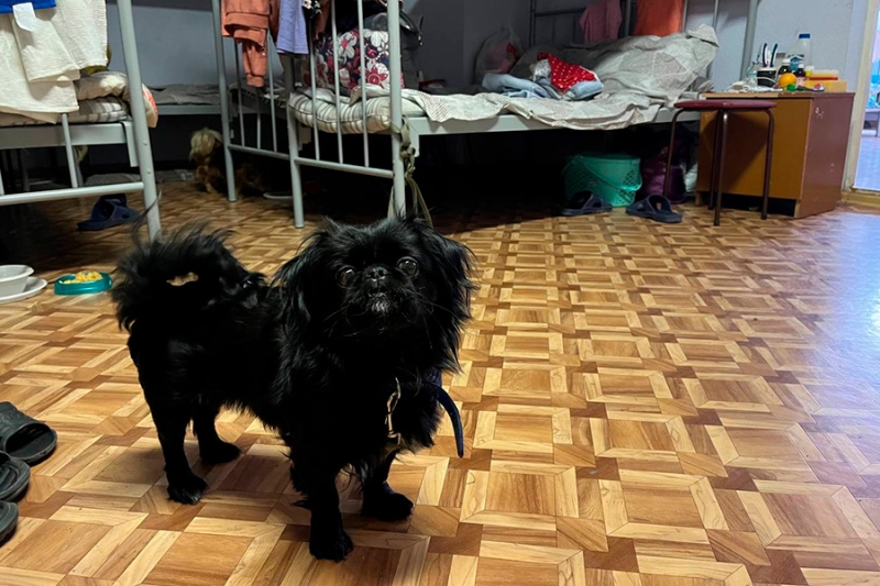 &laquo;Мы устали от страха&raquo;: как живут люди, уехавшие от обстрелов в