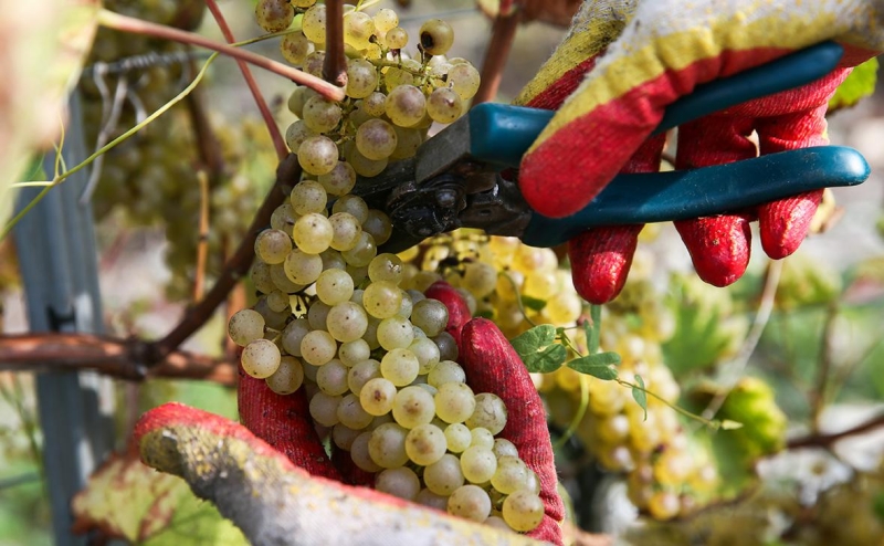 На новогодние корпоративы стали чаще заказывать российское игристое