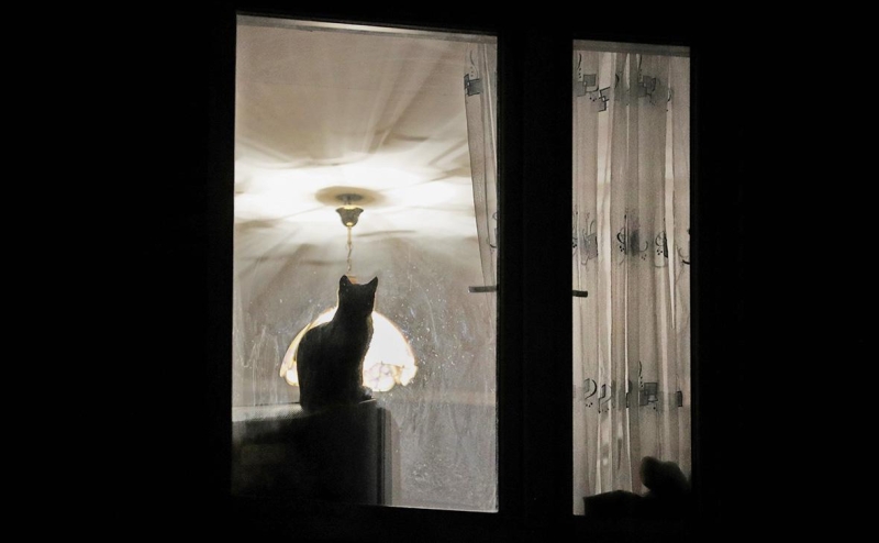 На сколько подорожало содержание домашних животных в 2022 году