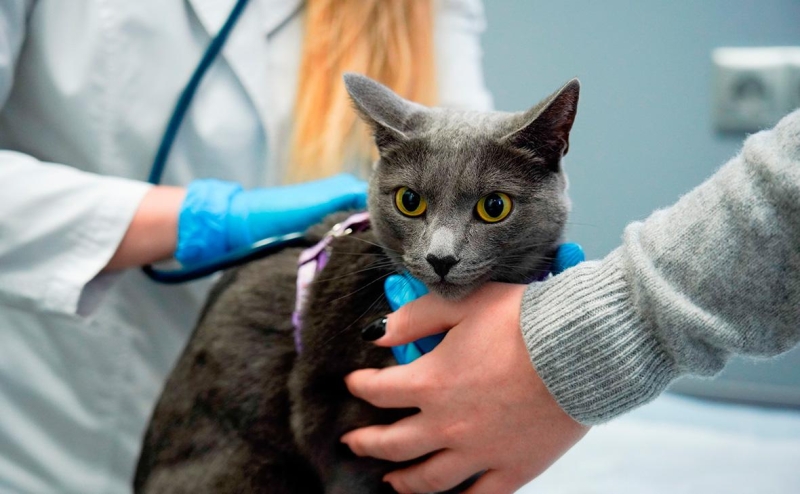 На сколько подорожало содержание домашних животных в 2022 году