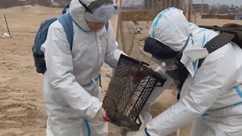 «Никто ничего не понимает». Репортаж РБК с пляжей Анапы