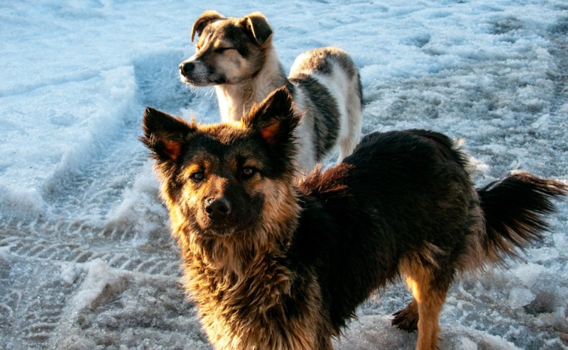 Нижний Новгород предупредил о массовом убийстве собак при принятии
