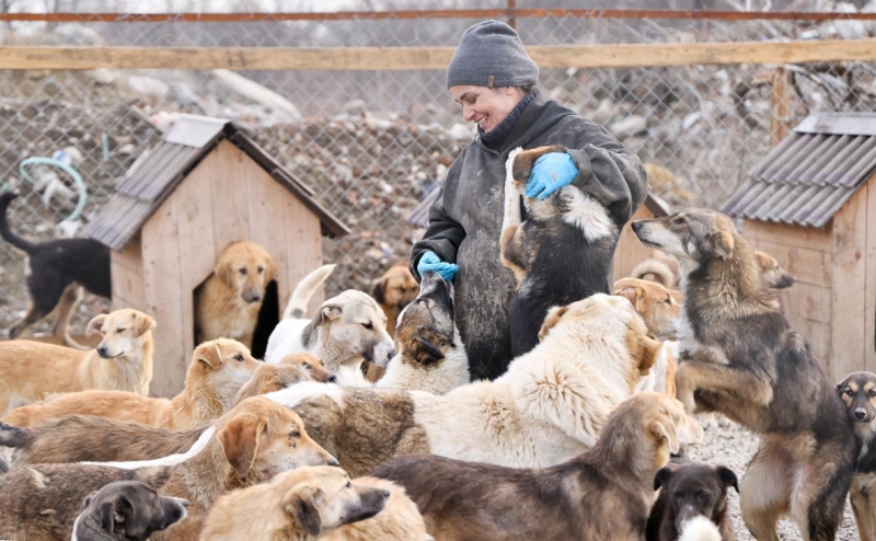 Нижний Новгород предупредил о массовом убийстве собак при принятии