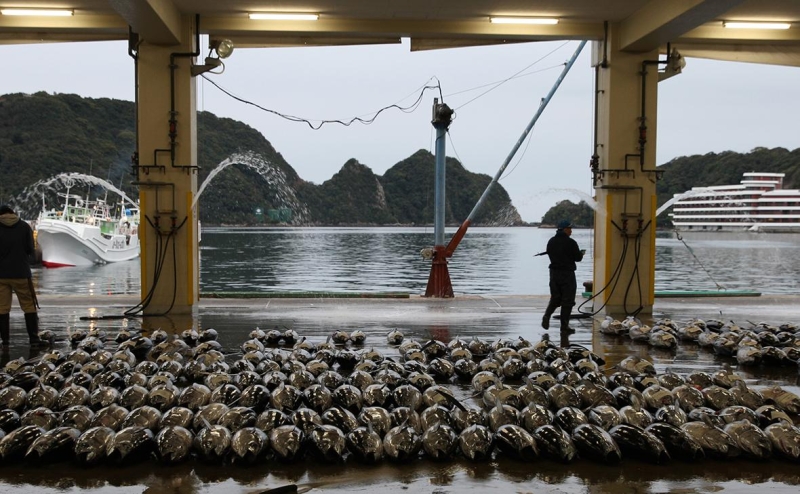 Новый премьер Японии раскрыл свою позицию по спору с Россией из-за