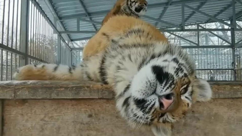 Открывший стрельбу в Мытищах держит на участке тигров