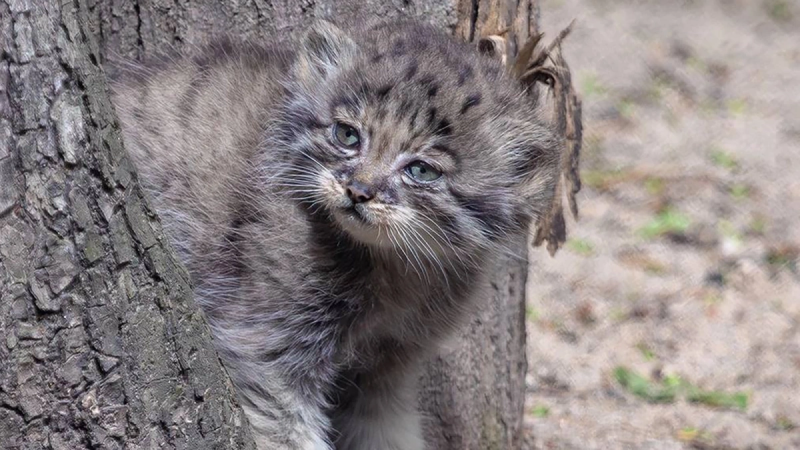 Отмена свадьбы и сделок: эксперты оценили ущерб от сбоя сервисов СДЭК