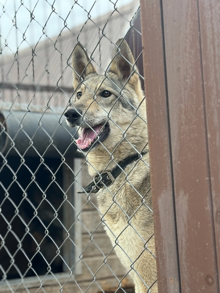 «По собачьему закону»: как работает система отлова бездомных животных