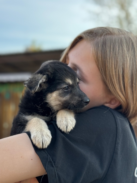 «По собачьему закону»: как работает система отлова бездомных животных