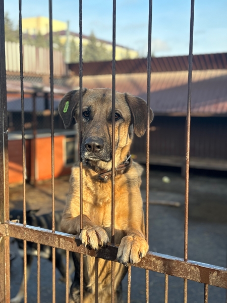 «По собачьему закону»: как работает система отлова бездомных животных