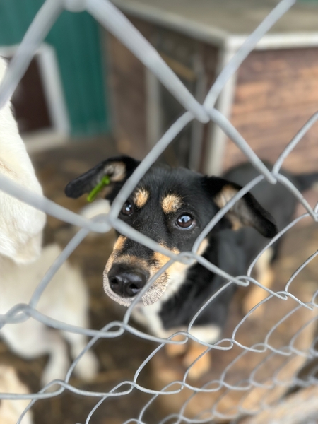 «По собачьему закону»: как работает система отлова бездомных животных