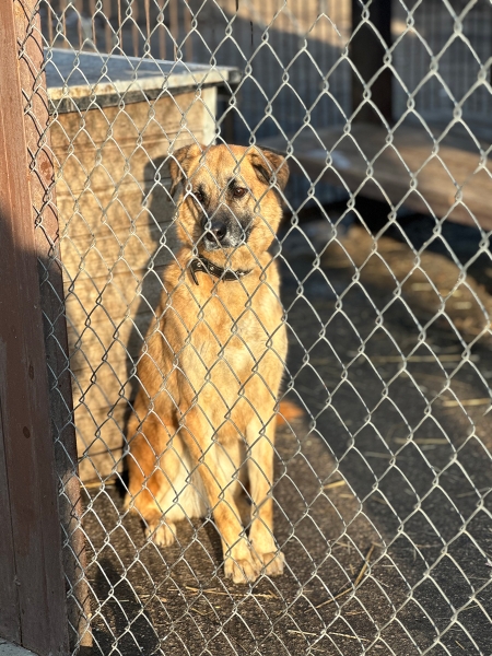 «По собачьему закону»: как работает система отлова бездомных животных