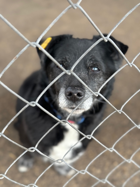 «По собачьему закону»: как работает система отлова бездомных животных