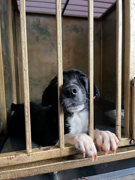 «По собачьему закону»: как работает система отлова бездомных животных