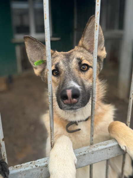 «По собачьему закону»: как работает система отлова бездомных животных