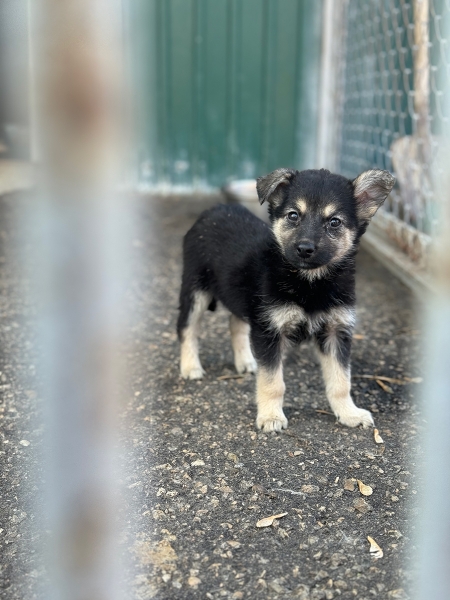 «По собачьему закону»: как работает система отлова бездомных животных