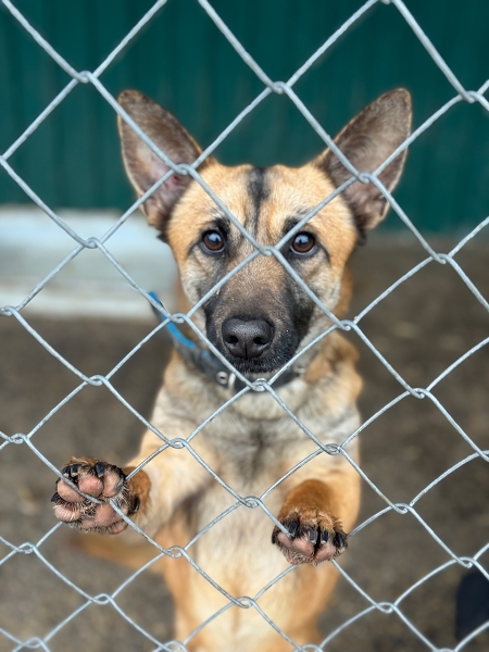 «По собачьему закону»: как работает система отлова бездомных животных